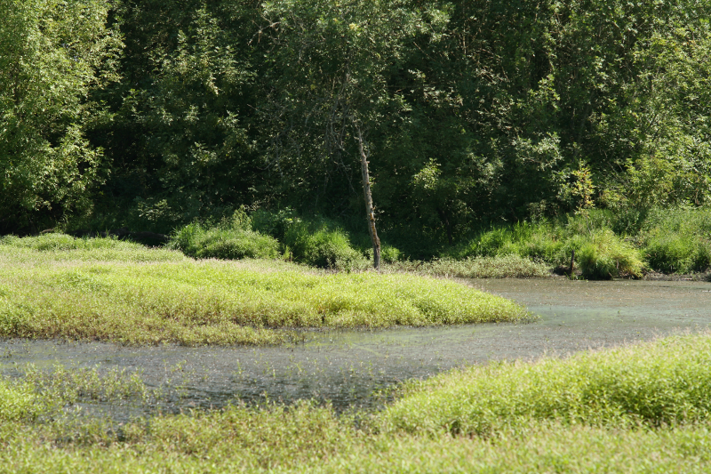 Dabblers Marsh Pond at Fernhill Wetlands