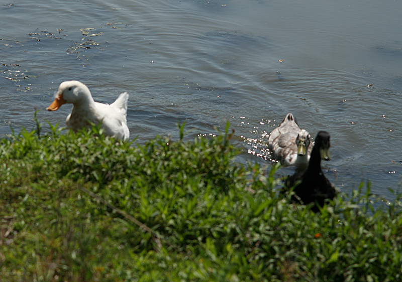 Domesticated Ducks at Fernhill Wetlands