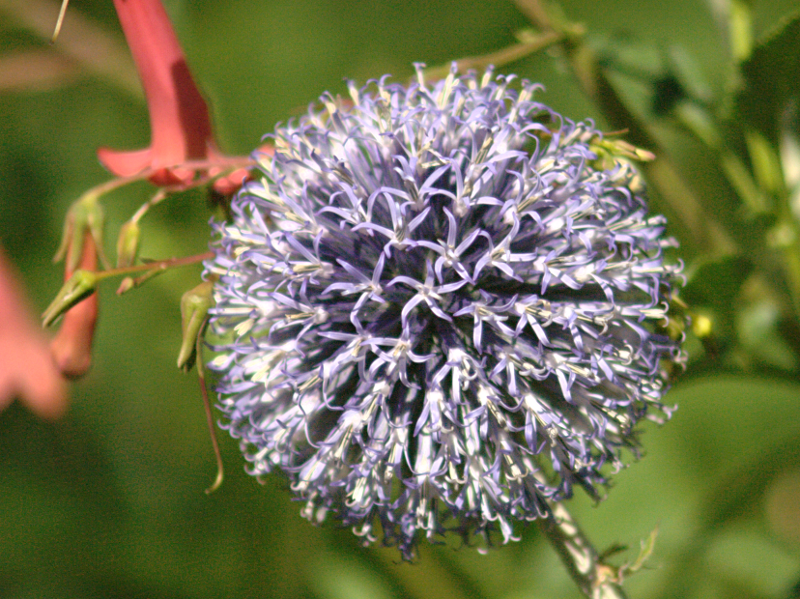 Globe Thistle in bloom
