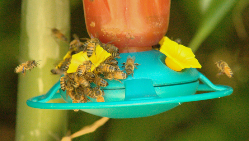 Bees feeding