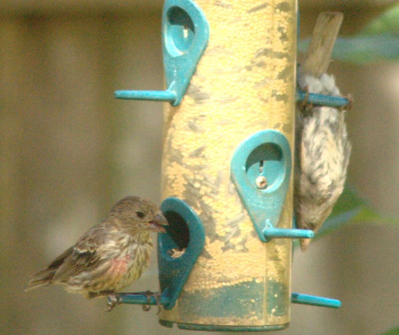 Savannah Sparrows hanging out