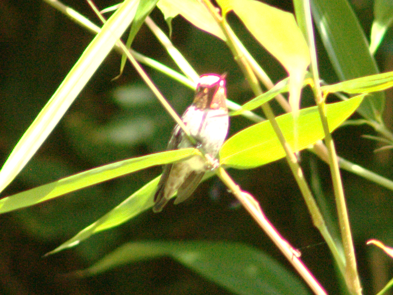 A male Annas Hummingbird