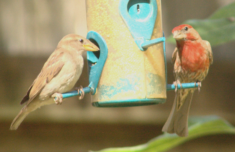 A beautiful pair of Red Crossbeaks
