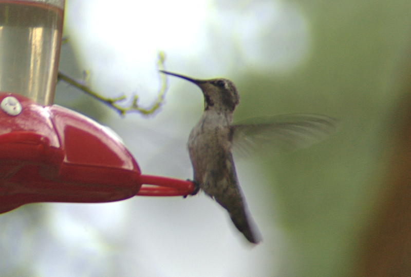 A small immature Annas Hummingbird