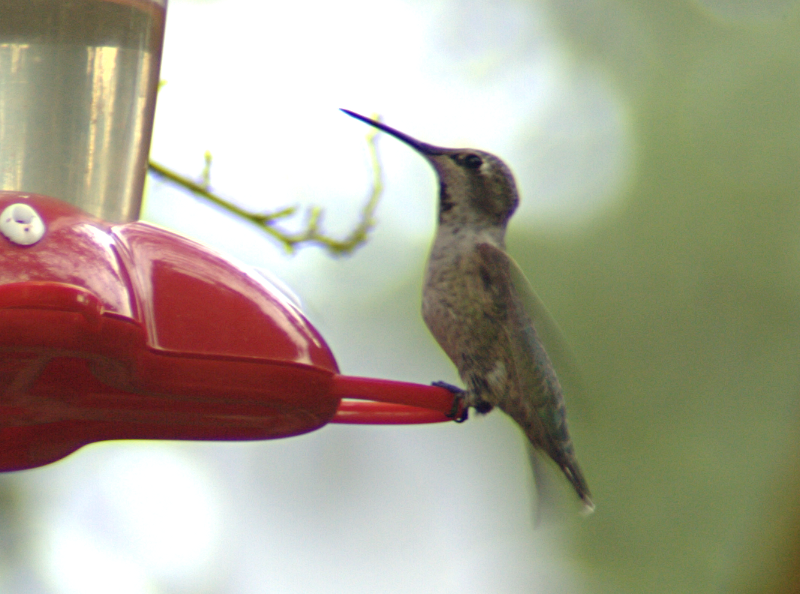 A small immature Annas Hummingbird