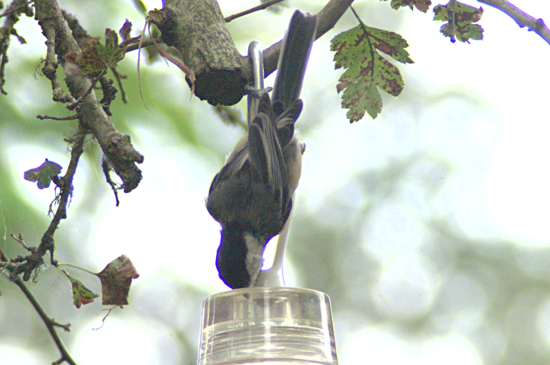 Chickadee Drinking