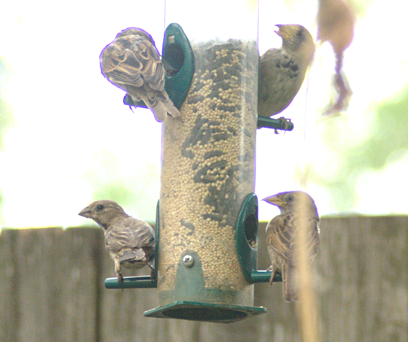 4 Savannah Sparrows