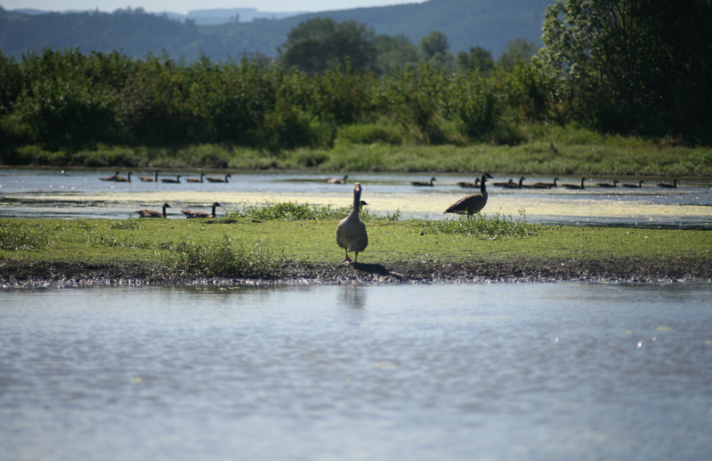 Pondscape with Greylag Goose