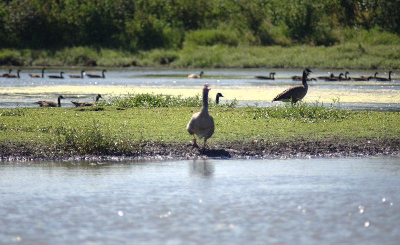 Pondscape with Greylag Goose