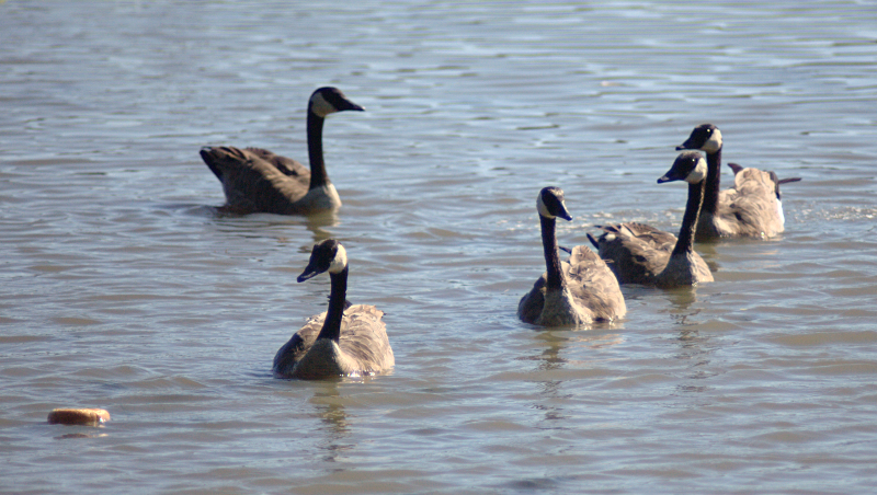 Canada Goose family with goslings