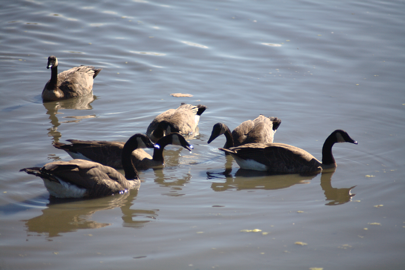 Canada Goose family with goslings
