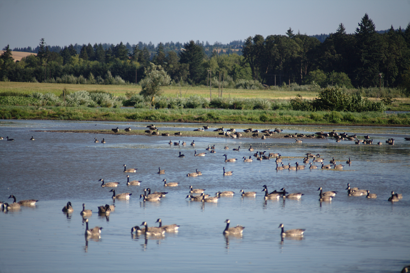 Pondscape with Canada Geese