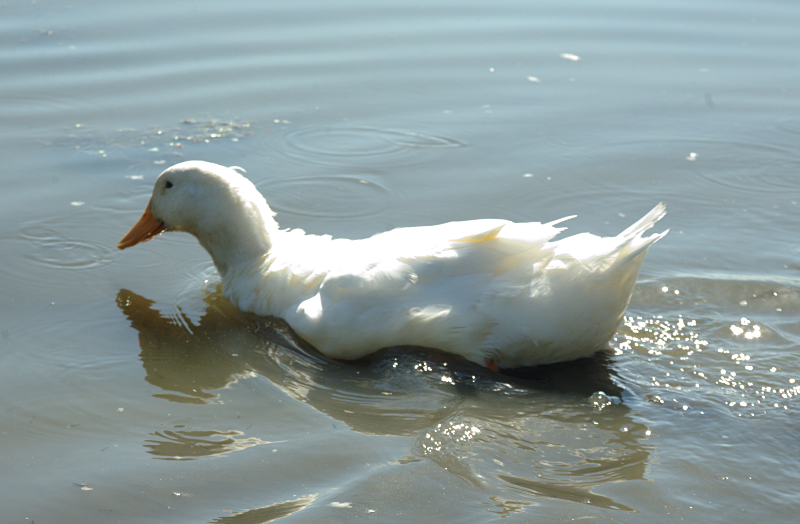 Female domestic duck