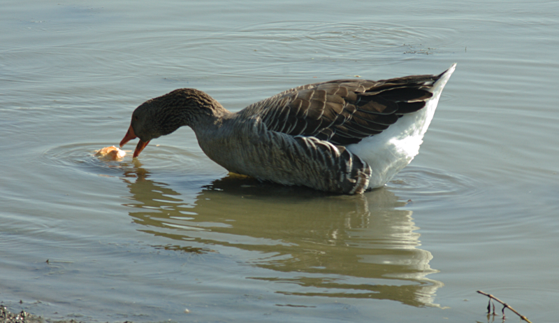 Greylag Goose