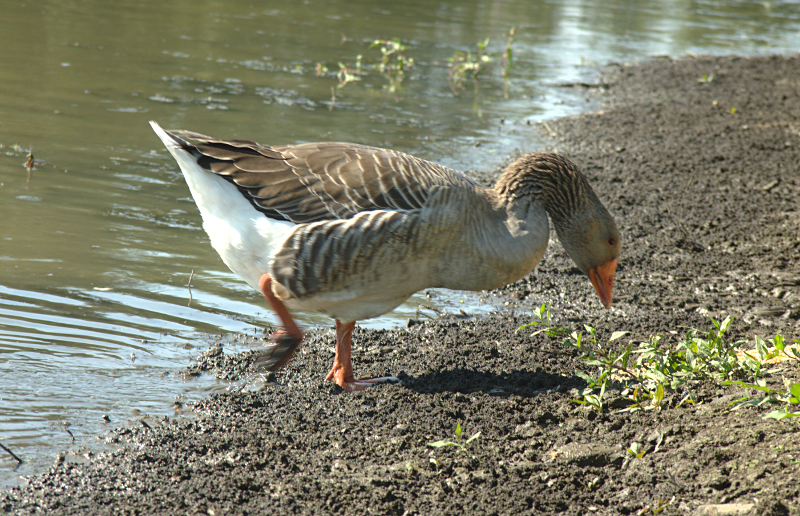 Greylag Goose