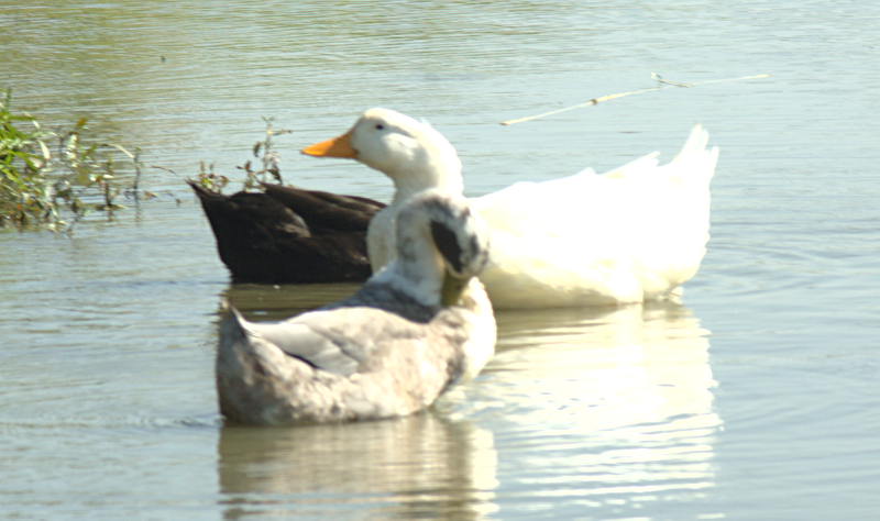 Domestic ducks