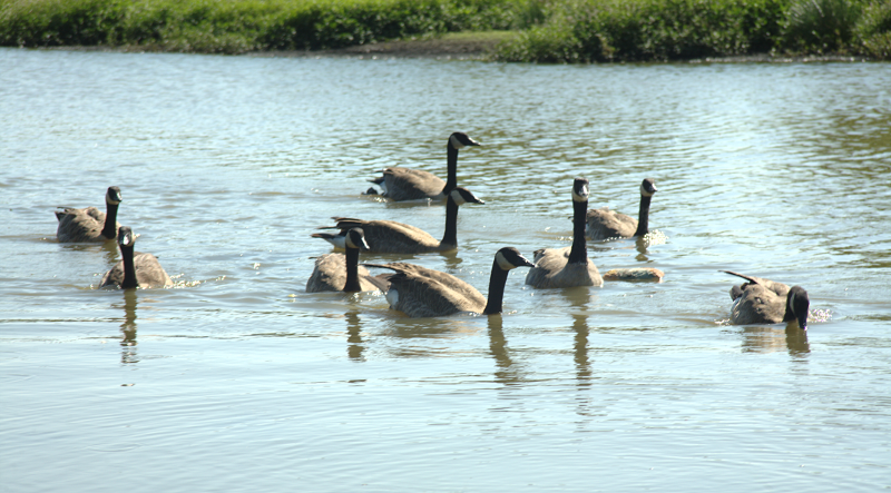 Canada Goose family