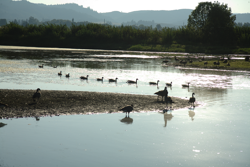 Pondscape with anada Geese
