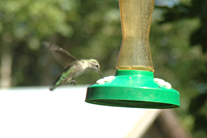 Female Annas Hummingbird