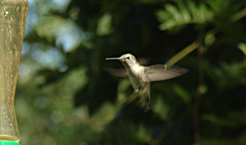 Female Annas Hummingbird