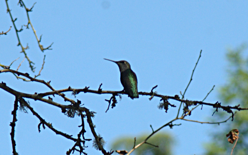 Female Annas Hummingbird