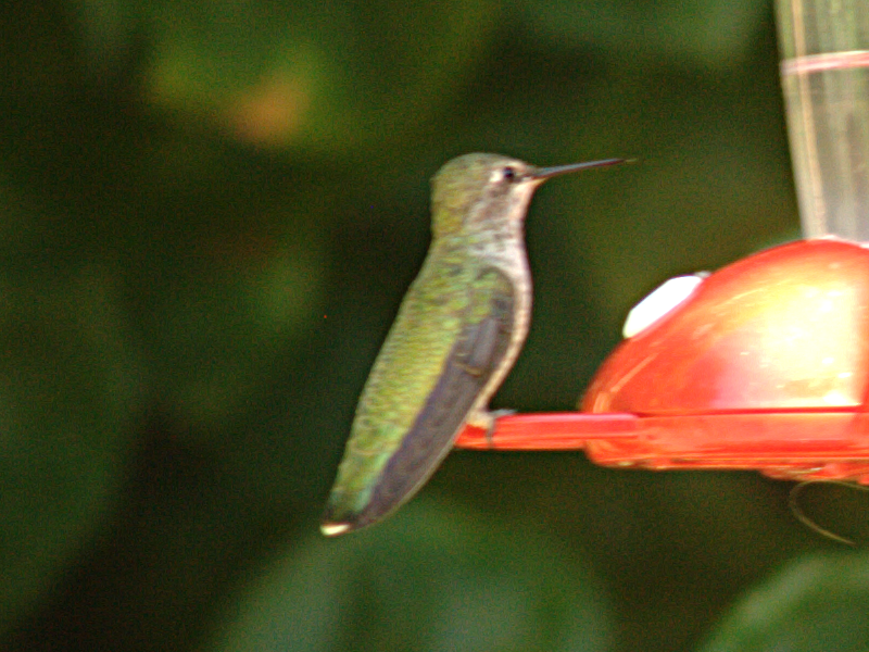 Female Annas Hummingbird