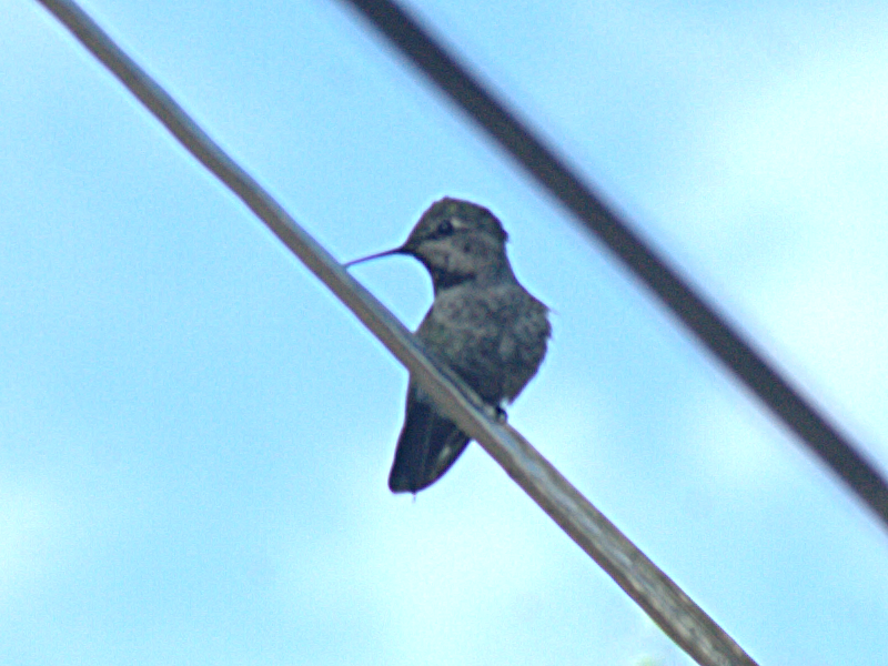 Child Annas Hummingbird