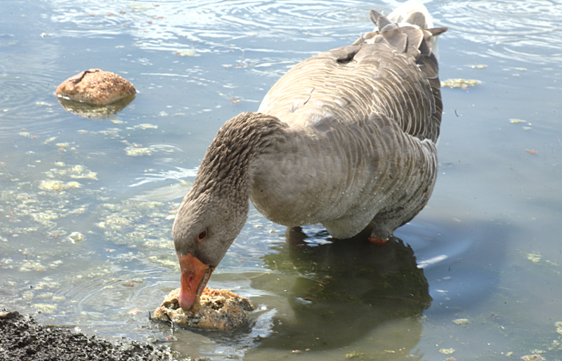 Gus the Greylag Goose