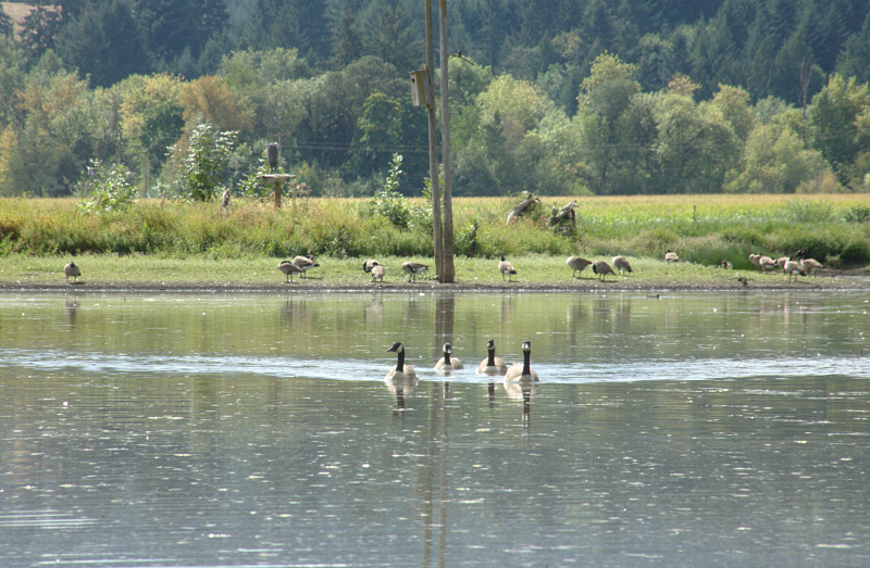 Canada Goose family