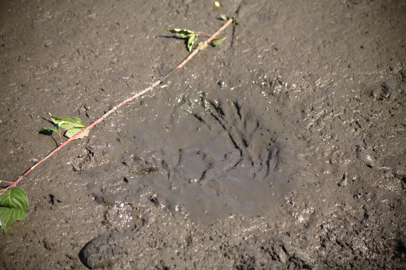 Canada Goose goslings
