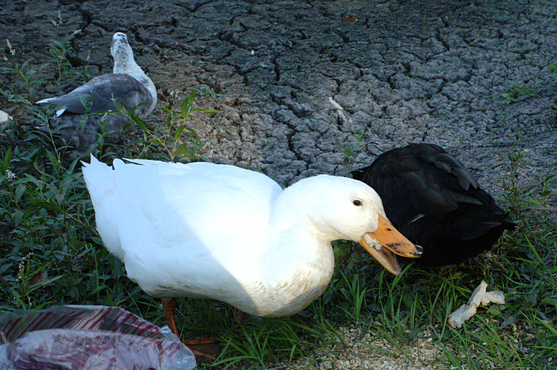 Domestic Ducks