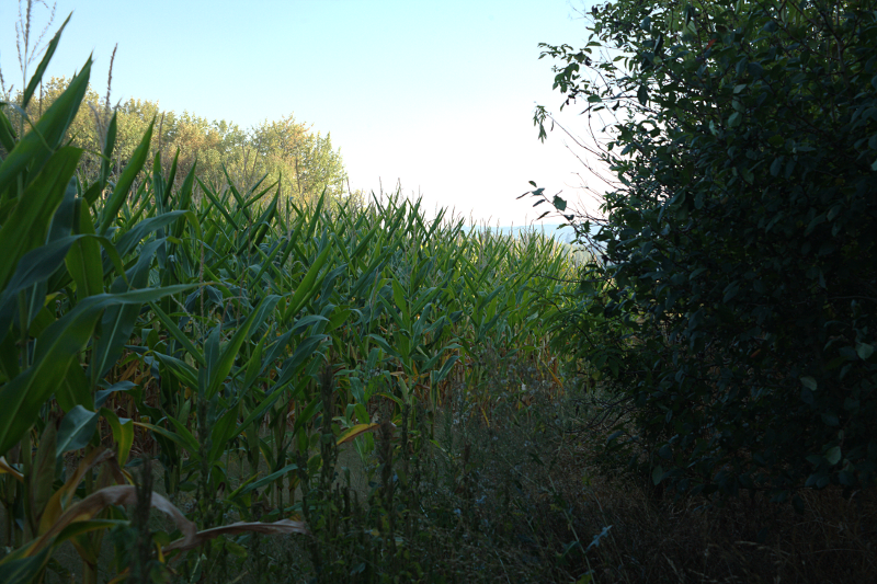 Cornfield