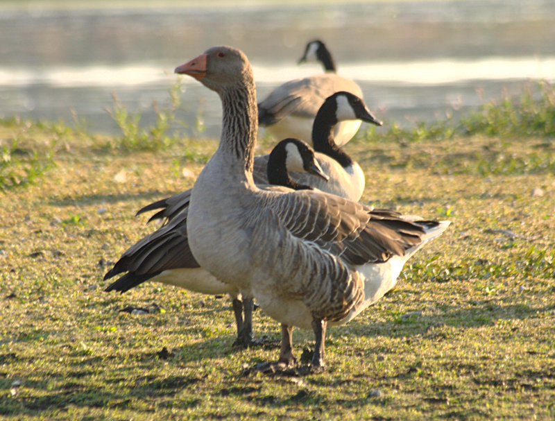 Gus the Greylag Goose