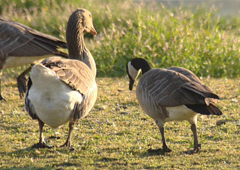 Gus the Greylag Goose + his Canada Goose wife