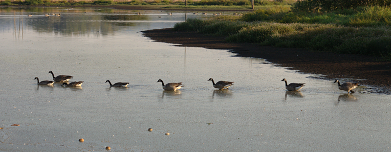 Canada Goose family with 6 goslings