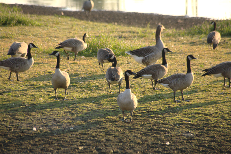 Canada Goose flock