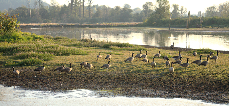 Pondscape with Canada Geese