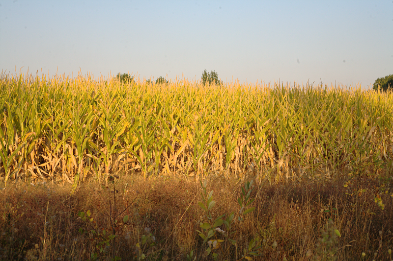 Cornfield