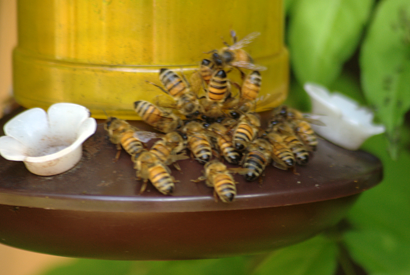 Bee feeding frenzy