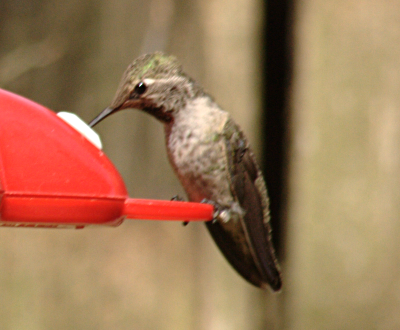 Child Annas Hummingbird