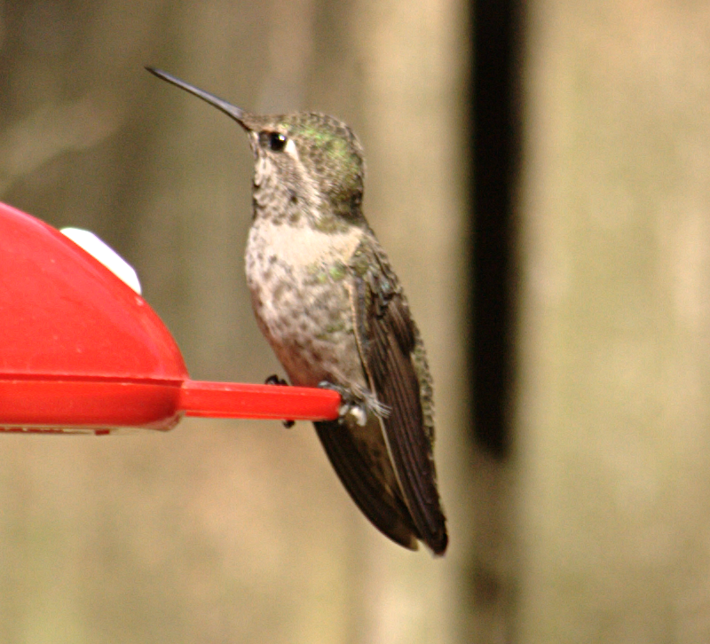 Child Annas Hummingbird