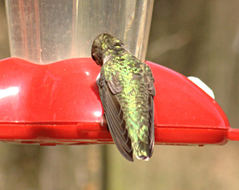 Irridescent Annas Hummingbird