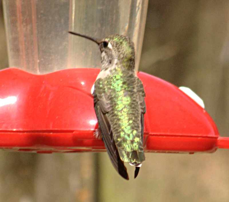 Irridescent Annas Hummingbird