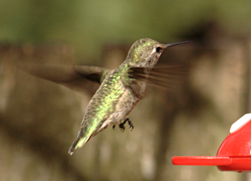 Child Annas Hummingbird