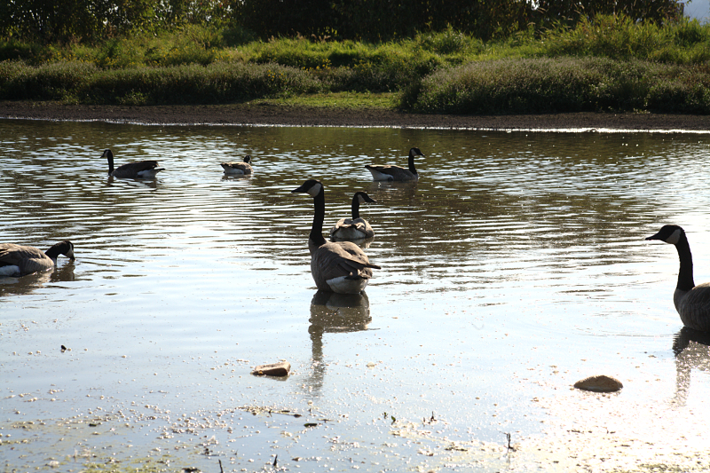 Canada Geese