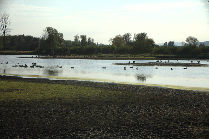 Drying Pond with Canada Geese