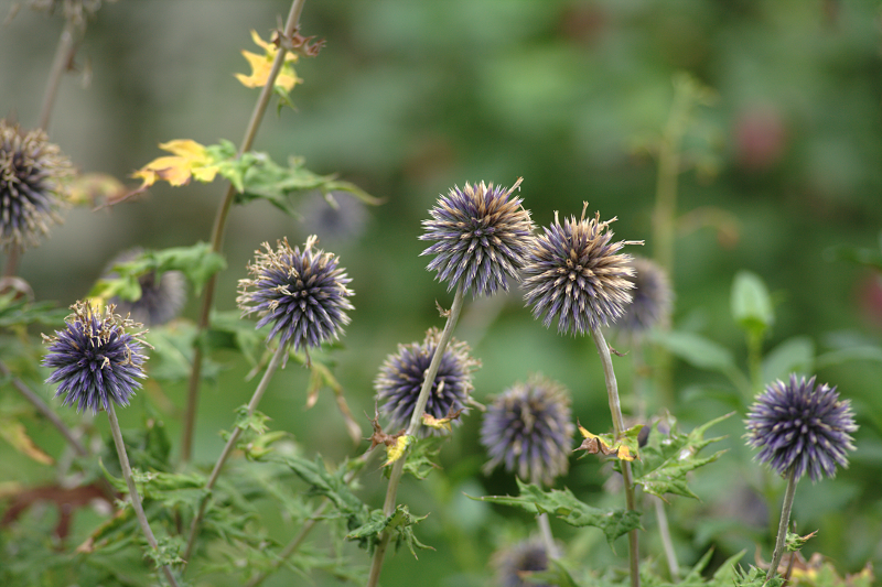 Globe Thistles