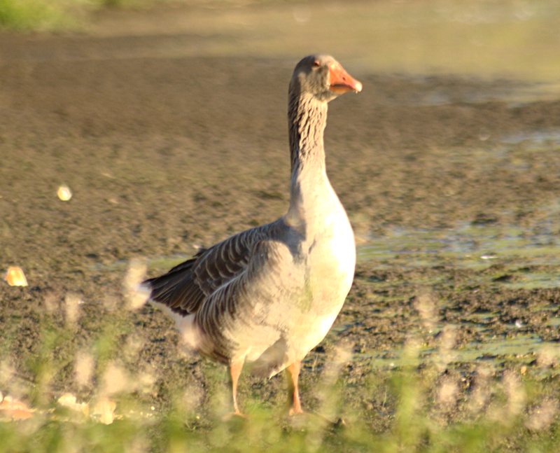 Gus the Greylag Goose