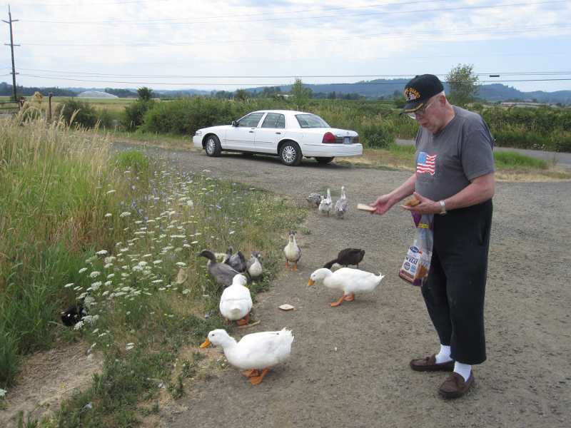 Vet feeding ducks