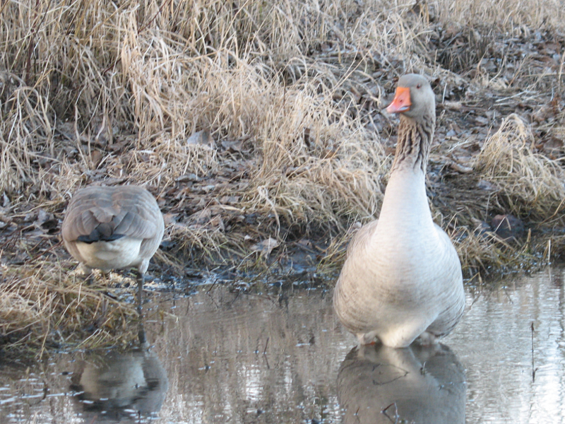 Gus the Greyland Goose plus his Canada Goose wife